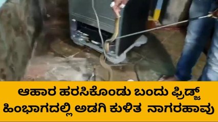 ಪ್ರಿಡ್ಜ್ ನಲ್ಲಿ ಅಡಗಿ ಕುಳಿತು ಭಯ ಮೂಡಿಸಿದ್ದ ನಾಗರಹಾವು ರಕ್ಷಣೆ!