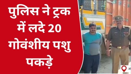 अमरोहा: पंजाब से बिहार ले जाया जा रहा था गोवंश से भरा ट्रक, पुलिस ने ऐसे किया गिरफ्तार