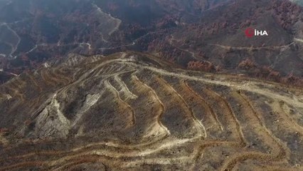 Hatay'da yanan ormanlık alanlar yeşilleniyor