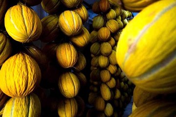 Kırkağaç'ın yaz meyvesi kavunları kışlık sofraları süsleyecek