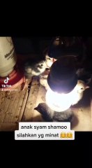 BIBIT AYAM PLUCKER X AYAM SHAMO JEPANG