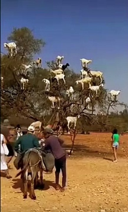 Goat play