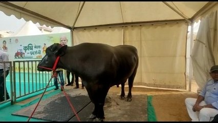 Morena news:भैंसा है या नोट छापने की मशीन, हर महीना कमा कर देता है 12 लाख रुपए