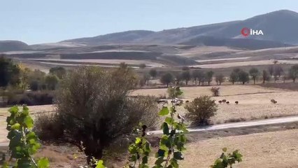 Aç kalan domuz sürüsü şehir merkezine indi