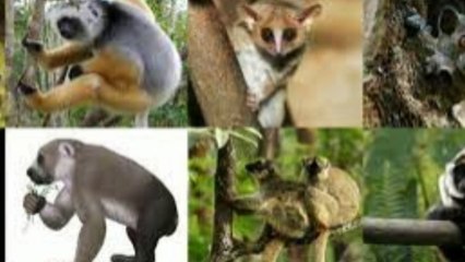 5 Hal yang Akan Terjadi Jika Es di Antartika Mencair bisa jadi awal kiamat bagi bumi