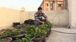 Plantar en tejados para contrarrestar la tala masiva de árboles en El Cairo