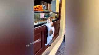 Funny Cats 2022 | Five Minutes Of Laughter