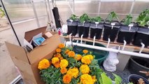 Setting Up Hydroponic Dutch Bucket System Mist System  Cover Panels