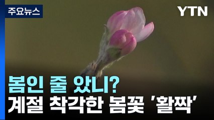 계절 착각한 봄꽃 '활짝'...기상이변에 개화시기 들쭉날쭉 / YTN