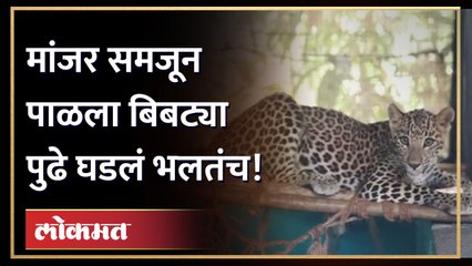 मांजर समजलेल्या बिबट्याने कसा घातला धुमाकूळ, पाहा व्हिडिओ... Leopard ran away after watching cat