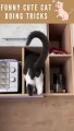 Best Amazing Cute Cats | Viral Clips Best | funny Cats #shorts