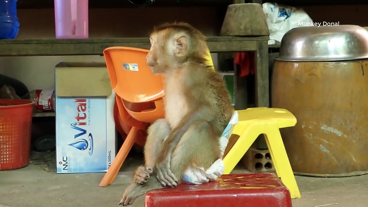 Donal With Best Friend Cat Very Happy Around The Chair Very Loudly