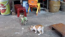 Very Funny!! Monkey Donal Playing With Best Friend Kitty Cat In Bed Very Happy
