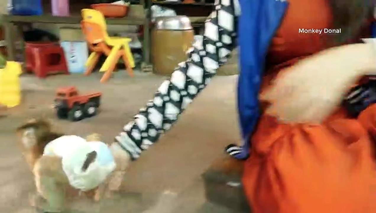 Very Sweet Heart Monkey With Cat    Monkey Donal Play With Best Friend Cat