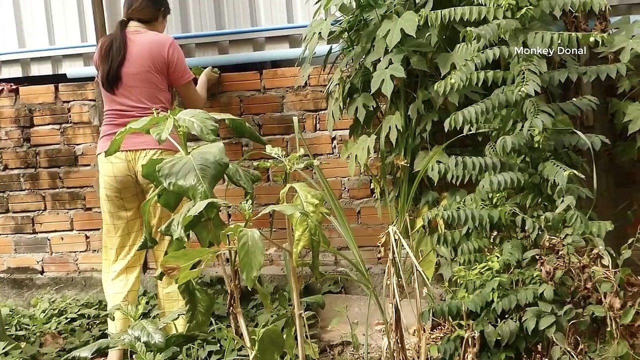 Wow Amazing Donal Try To Rescue Lizard From Cat