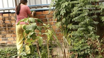 Wow Amazing Donal Try To Rescue Lizard From Cat