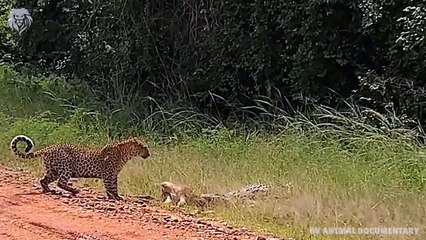 Extreme fight Leopard Vs Crocodile, Wild Animals Attack