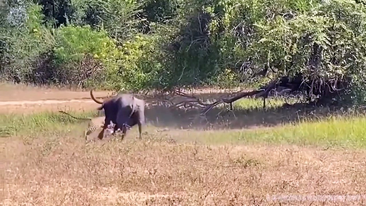 Buffalo attacks Leopard very hard to save her baby, Wild Animals Attack