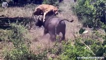 Angry Wildebeest attacks Lion very hard, Wild Animals Attacks