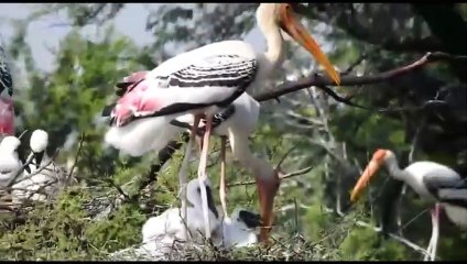 Attraction of Birds: प​क्षियों को रास आ गया राजपुरा तालाब,  पेंटेड स्टॉर्क ने बनाई बस्ती.करने राजपुरा में राज