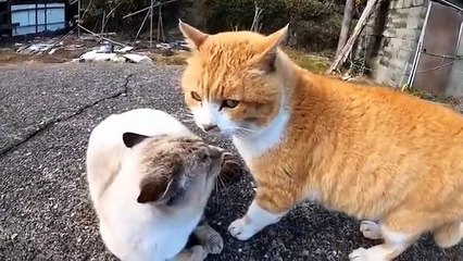 cat fighting, what's the problem....? lol..