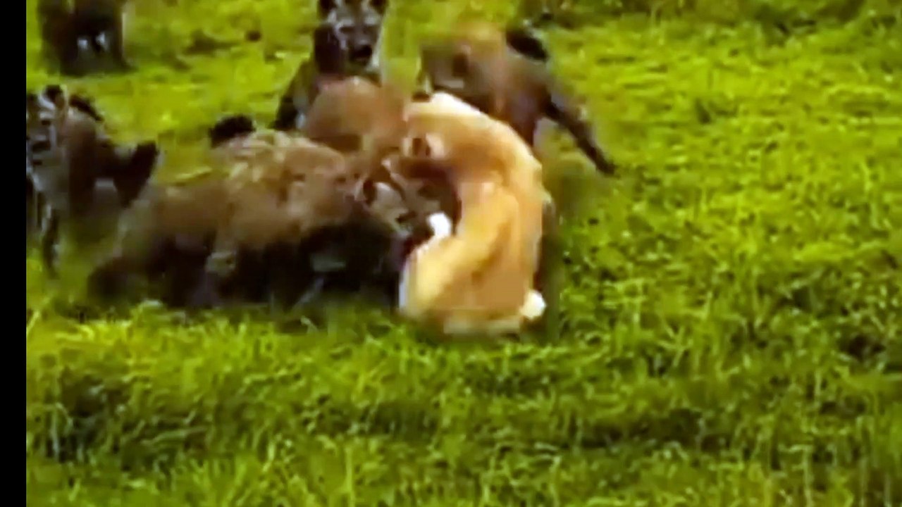 CRAZIEST WILD ANIMALS FIGHTS CAPTURED ON CAMARA.