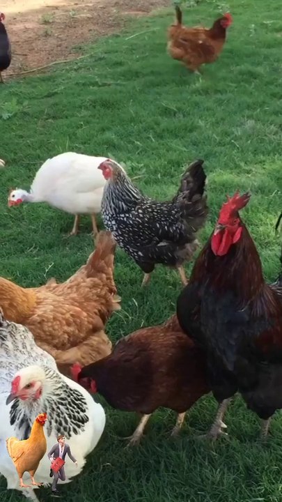 VERY BEAUTIFUL AND CUTE WAY TO FEED CHICKEN.