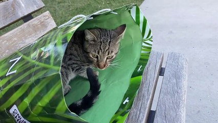 Stray Cat Climbs into Person's Bag