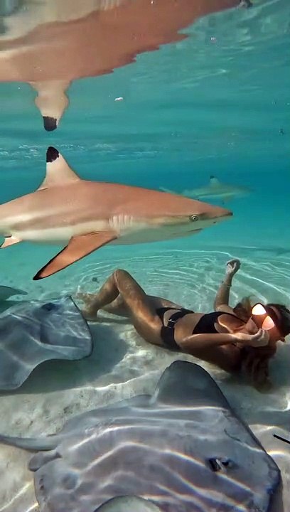 Swimming With Blacktip Sharks and Stingrays