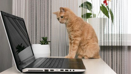 Does your cat like climbing on your keyboard? Here is why