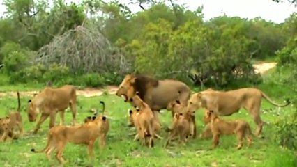 Cute loine beby, animals funny video, animal saund, animal attack,