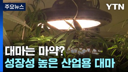 [新농비] 대마는 마약?..."껍질 벗긴 씨는 먹어도 됩니다" / YTN
