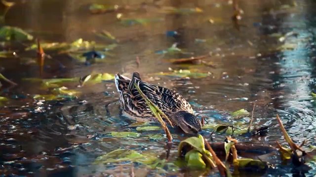 You Need To See How This Fish Becomes Transparent