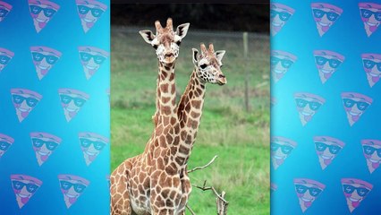 Most Unexplained Creatures Caught By Fishermen