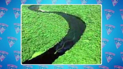 Titanoboa Was Caught on Camera! Rare Footage