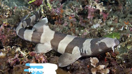 10 Most Rare Shark Species Hidden in The Ocean