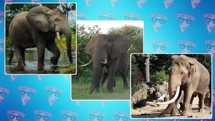 The Biggest Elephant in The World is Bigger Than 3 Storey Building