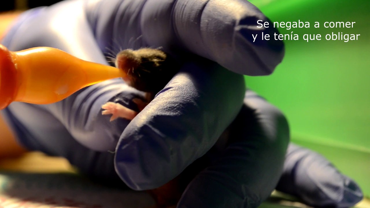 RESCATO 3 HÁMSTERS DE LA CALLE Y NACEN 10 BEBÉS PARTE 5 | DÍAS 11 Y 12, EMPIEZAN A COMER Y BIBERONES