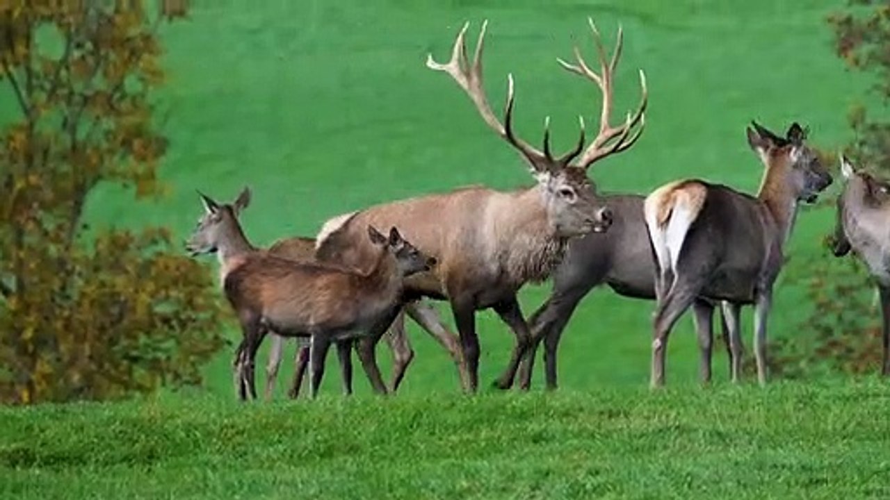 Rusa  Liar bertanduk