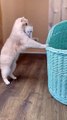 Cat Carry Her Baby #Funny Animal #Funny Video #Kitten #Kids #child #Cat
