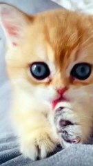 Cat Cute Sound #Funny Animal #Funny Video #Kitten #Kids #child #Cat