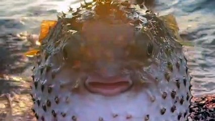 Ikan Buntal Berduri