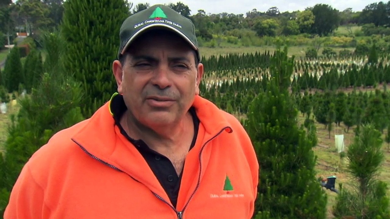 Christmas is just around the corner but there's likely to be a shortage of a freshly cut trees