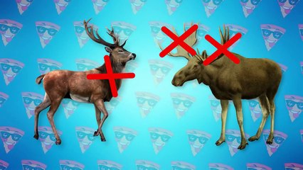 Weirdest Animals Found In Chernobyl