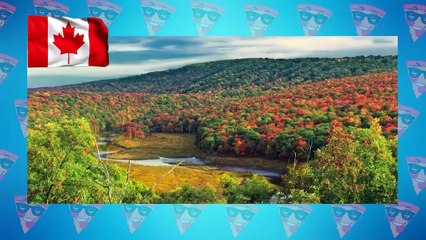 Rarest Cross Breed Hybrid Animals In The World