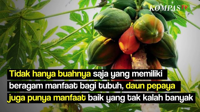 Rasanya Memang Pahit, tapi Daun Pepaya Punya Segudang Manfaat untuk Kesehatan Tubuh, Apa Saja?