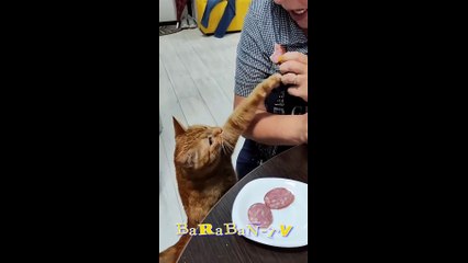 혼돈의 왕!  온 가족이 함께 즐길 수 있는 가장 재미있는 고양이들!