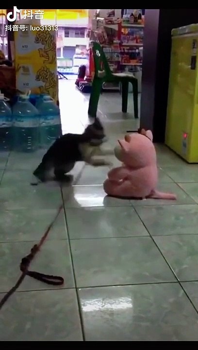 Ku fu cat funny video #cat #funny