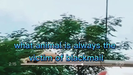 What animal falls victim to extortion ?