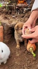 Cut dog baby video #dog #pets